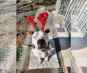 Staffordshire Bull Terrier Dogs for adoption in Richmond, VA, USA