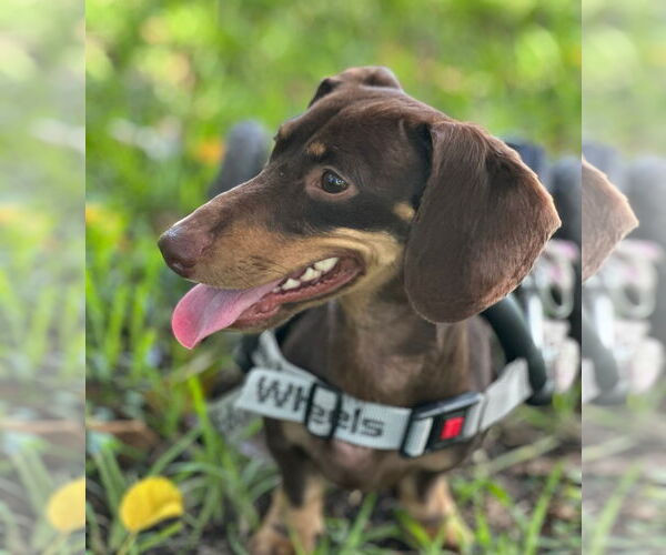 Medium Photo #2 Dachshund Puppy For Sale in Weston, FL, USA