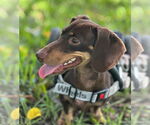 Small #1 Dachshund