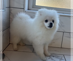 Pomeranian Puppy for sale in ANTELOPE, CA, USA