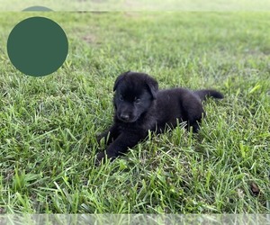 German Shepherd Dog Puppy for Sale in BOLIVAR, Missouri USA