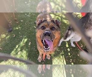 German Shepherd Dog Dogs for adoption in Downey, CA, USA