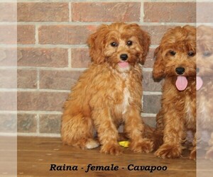 Cavapoo Puppy for sale in CLARKRANGE, TN, USA