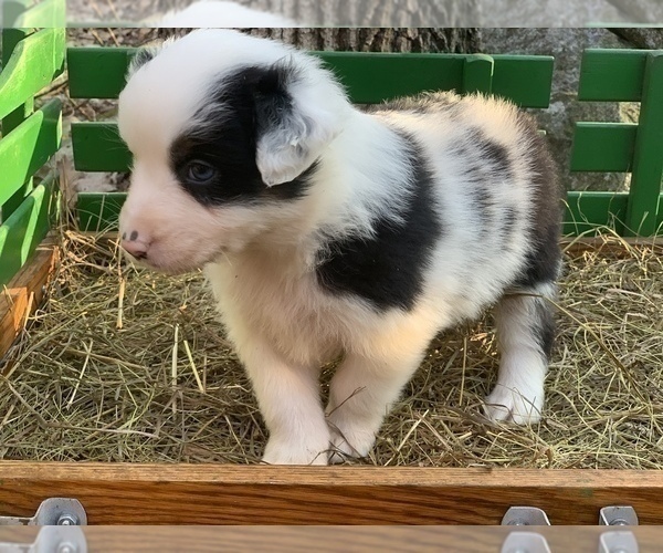 Medium Photo #4 Australian Shepherd Puppy For Sale in ROYALSTON, MA, USA