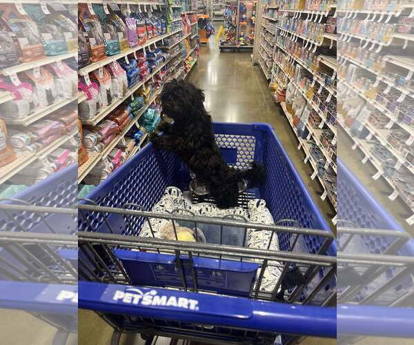 Medium Photo #4 Shih-Poo Puppy For Sale in Gretna, NE, USA