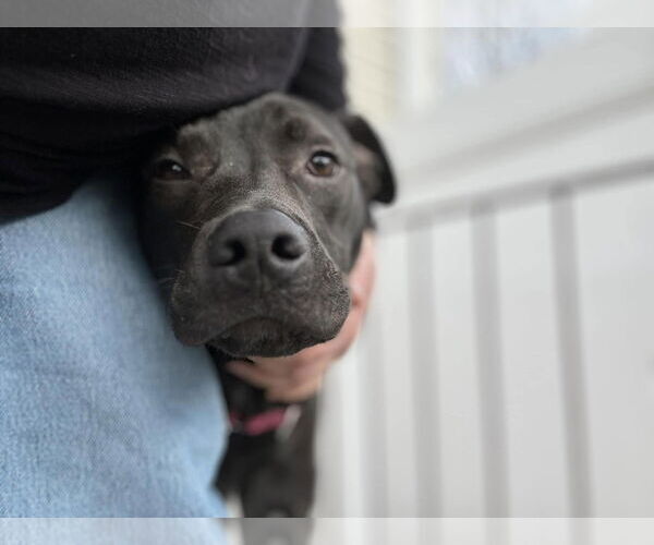 Medium Photo #11 Staffordshire Bull Terrier-Unknown Mix Puppy For Sale in Woodbury, NY, USA