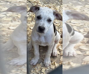 Mutt Dogs for adoption in Conway, AR, USA