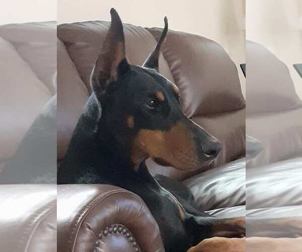 Medium Photo #3 Doberman Pinscher Puppy For Sale in Buffalo, MN, USA