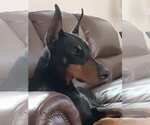Small #2 Doberman Pinscher