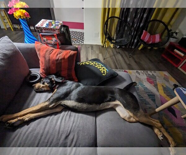 Medium Photo #8 Doberman Pinscher-Unknown Mix Puppy For Sale in Katy, TX, USA
