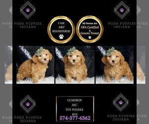 Poodle (Miniature) Puppy for sale in WARSAW, IN, USA