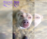 Small #4 American Pit Bull Terrier Mix