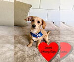 Ragnar - Male Dachshund-Unknown Mix Dog for Adoption - Small photo