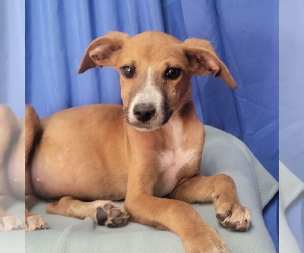 Medium Photo #1 Unknown-Whippet Mix Puppy For Sale in Minneapolis, MN, USA