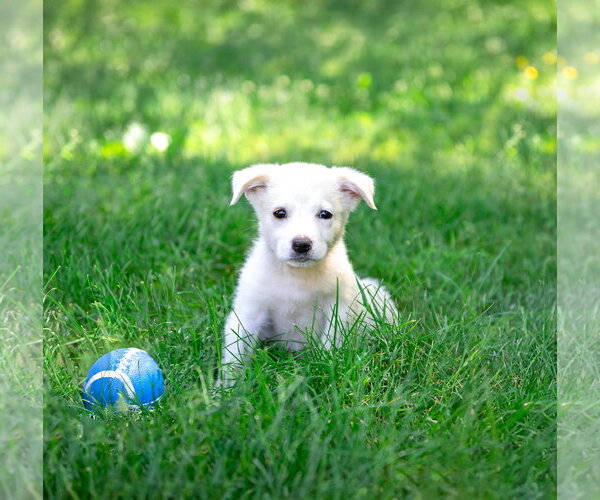 Medium Photo #1 Great Pyrenees-Unknown Mix Puppy For Sale in Unionville, PA, USA