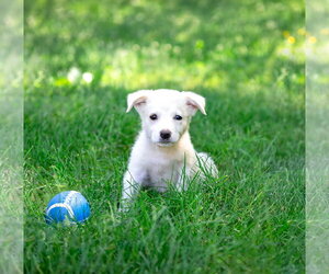 Great Pyrenees-Unknown Mix Dogs for adoption in Unionville, PA, USA