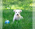 Small Great Pyrenees Mix