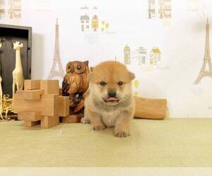 Shiba Inu Puppy for sale in HOLLYWOOD, CA, USA