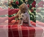 Small Photo #22 Goldendoodle Puppy For Sale in FLOWERY BRANCH, GA, USA