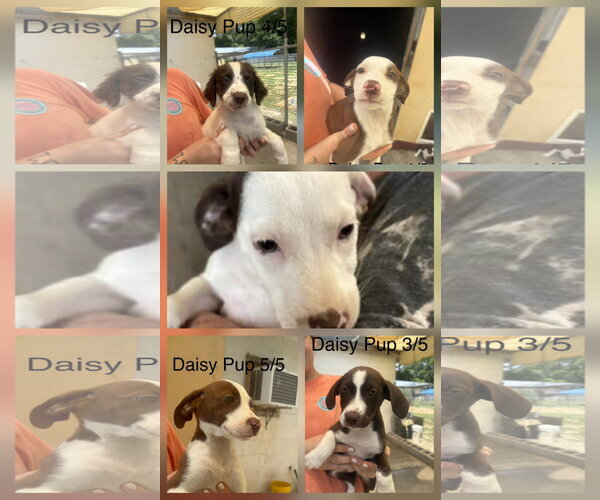 Medium Photo #3  Puppy For Sale in , 