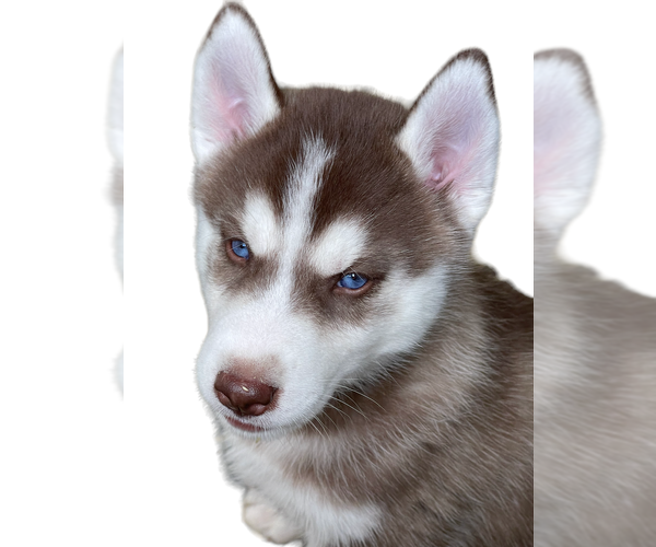 Medium Photo #1 Siberian Husky Puppy For Sale in MADERA, CA, USA
