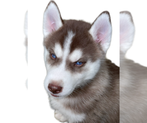 Siberian Husky Puppy for Sale in MADERA, California USA