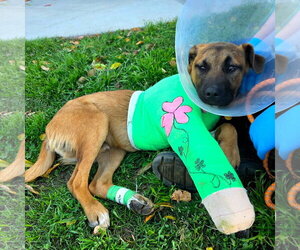 German Shepherd Dog-Unknown Mix Dogs for adoption in San Diego, CA, USA