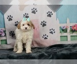 Small Photo #2 Maltese-Poodle (Toy) Mix Puppy For Sale in WARSAW, IN, USA