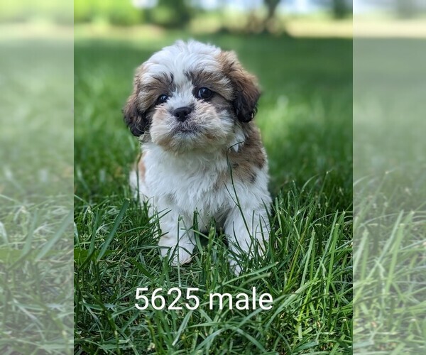 Medium Photo #4 Zuchon Puppy For Sale in CLARE, IL, USA