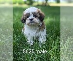 Small Photo #4 Zuchon Puppy For Sale in CLARE, IL, USA