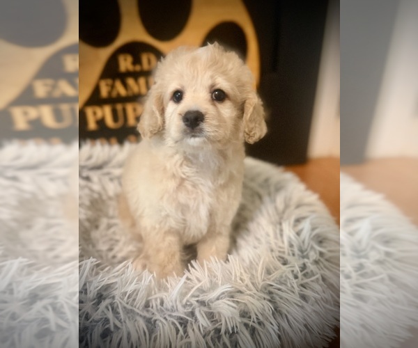 Medium Photo #1 Cockapoo (Toy) Puppy For Sale in CROSSVILLE, TN, USA