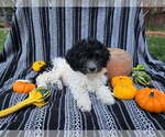 Small #3 Goldendoodle-Poodle (Miniature) Mix