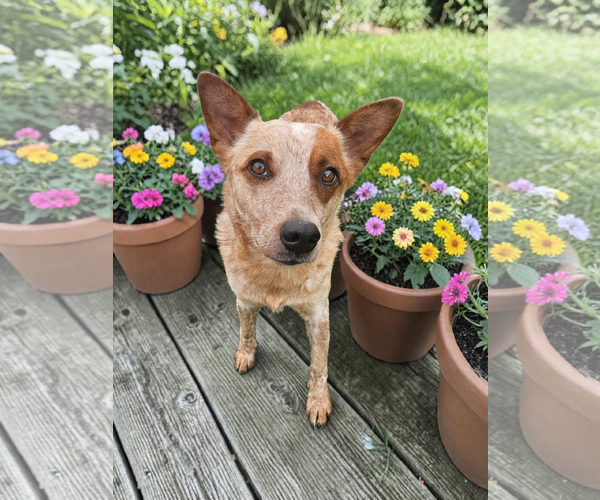Medium Photo #5 - Mix Puppy For Sale in McKinney, TX, USA