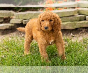 Goldendoodle-Poodle (Standard) Mix Puppy for sale in NAPPANEE, IN, USA