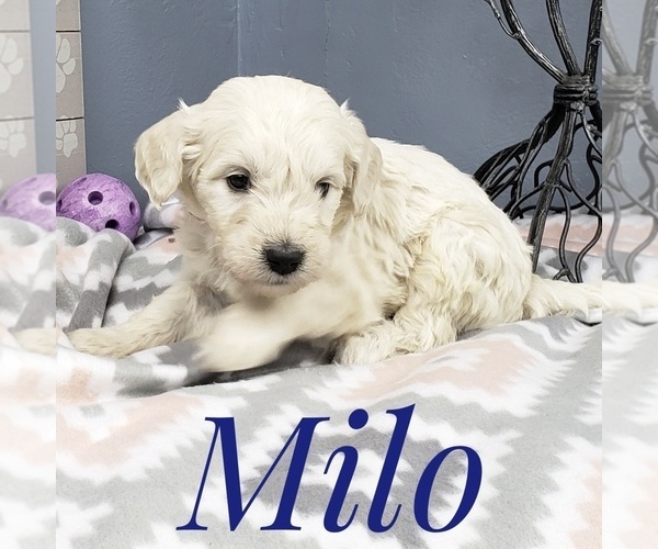 Medium Photo #50 Goldendoodle Puppy For Sale in CEDAR GAP, MO, USA