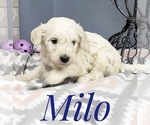 Small Photo #50 Goldendoodle Puppy For Sale in CEDAR GAP, MO, USA