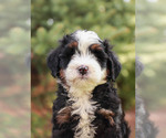 Puppy 4 Miniature Bernedoodle