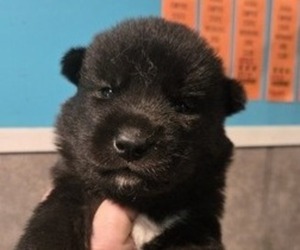Siberian Husky Puppy for sale in FORT PLAIN, NY, USA