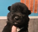 Small Siberian Husky