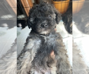 Shih-Poo Puppy for sale in HUMBLE, TX, USA