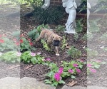 Puppy Puppy 2 Boxer