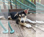 Small #2 Siberian Husky Mix