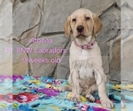 Puppy Athena Labrador Retriever