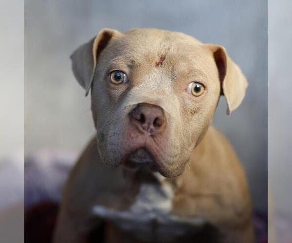 Medium Photo #1 American Staffordshire Terrier Puppy For Sale in San Antonio, TX, USA