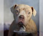 KNIGHT - Male American Staffordshire Terrier Dog for Adoption - Small photo