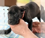 Small #23 Cane Corso