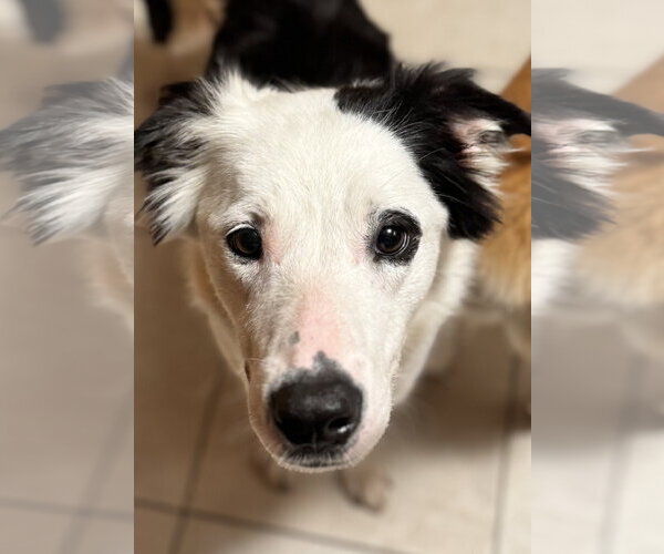 Medium Photo #3 Border Collie-Unknown Mix Puppy For Sale in Newport Beach, CA, USA