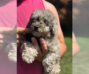 Poodle (Miniature) Puppy for sale in KENTON, OH, USA