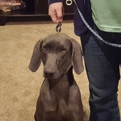 Mother of the Weimaraner puppies born on 12/08/2018