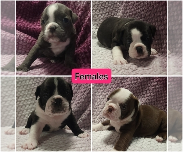 Medium Photo #1 Olde English Bulldogge Puppy For Sale in ATHOL, ID, USA